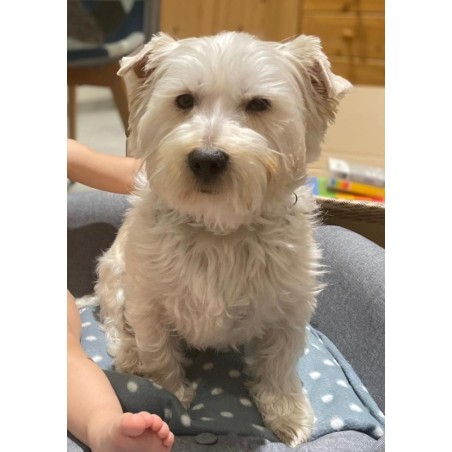 Acompte Galet portait chien