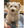 Acompte Galet portait chien