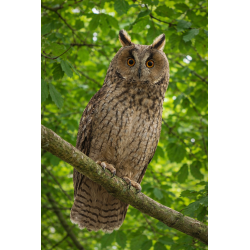 Ardoise chouette fond orange