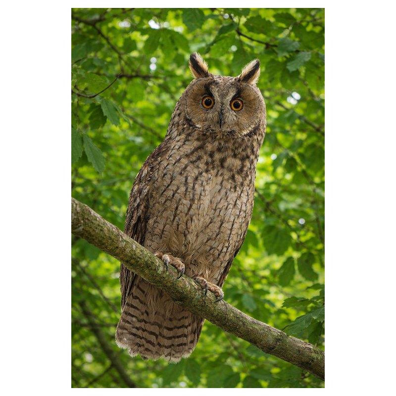 Ardoise chouette fond orange