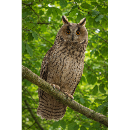 Ardoise chouette fond orange