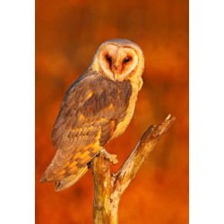 Ardoise chouette fond orange